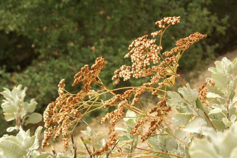 Eriogonum giganteum,  St. Catherine's Lace, California Native Plant, Evergreen Shrub