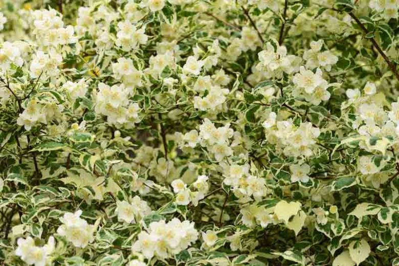philadelphus coronarius, Mock Orange,  Sweet Mock Orange, White flowers, Fragrant shrub, Flowering Shrub
