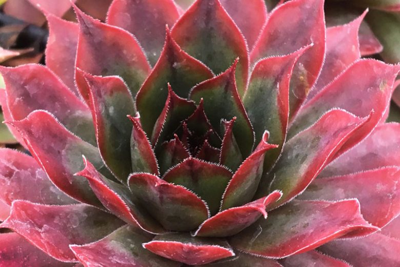 Sempervivum Autumn Apple, Hens and Chicks Autumn Apple, Houseleek Autumn Apple, Chick Charms Series, succulent, evergreen succulent, Red Succulent, drought tolerant perennial, drought tolerant plant