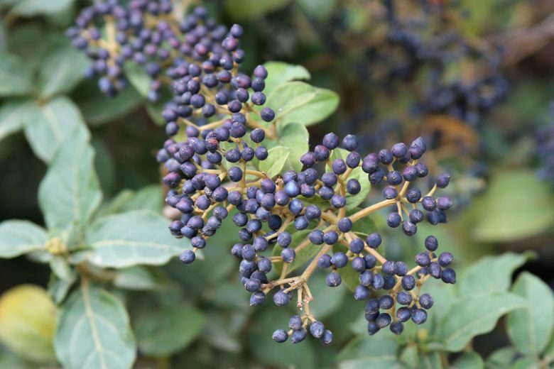 Viburnum dentatum, Southern Arrowwood, American Arrow Wood, Arrow Wood, Shrub with fall color, fall color, shrub with berries, White Flowers, Black berries