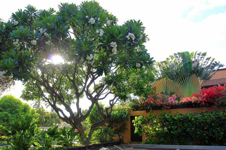 Plumeria obtusa, White Frangipani, Singapore Plumeria, Blunt-Nose Frangipani, Singapore Graveyard Flower, White flowers, Evergreen Shrubs, Fragrant Shrubs