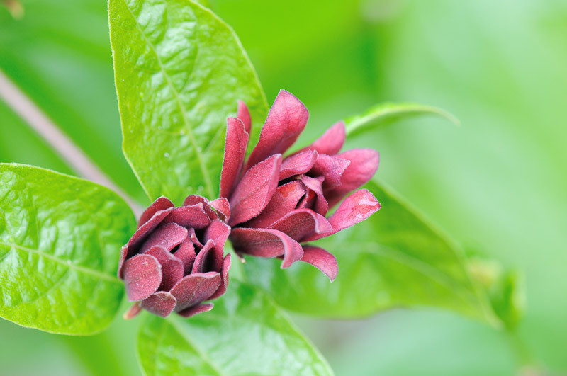 Calycanthus, Sweetshrub, Chinese Sweetshrub, Californian Allspice, Strawberry-Bush, Sweet Bubby, Sweet Betsy, Spicebush