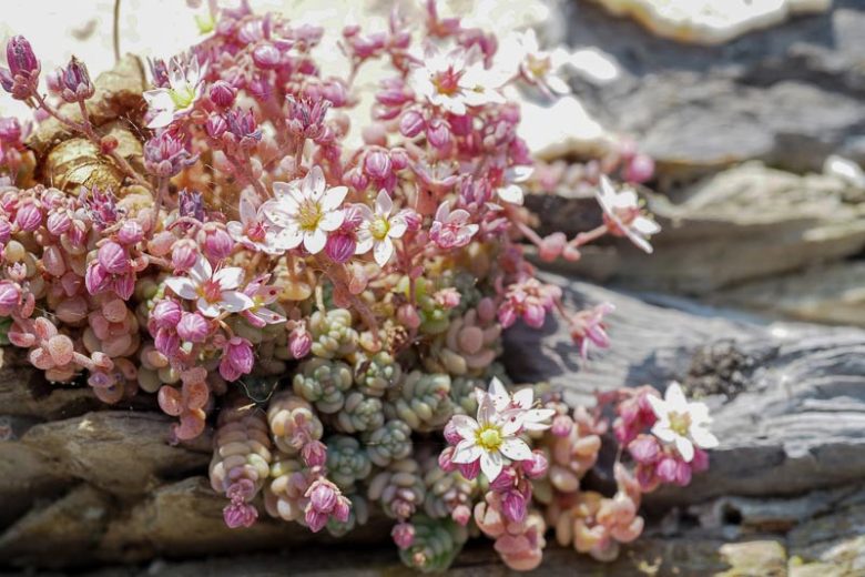 Sedum dasyphyllum, Corsican Stonecrop, Thick leaved Stonecrop, Thick-leaved Stonecrop, Leafy Stonecrop, Round leaved Stonecrop, Thick-leaved sedum, Stonecrop