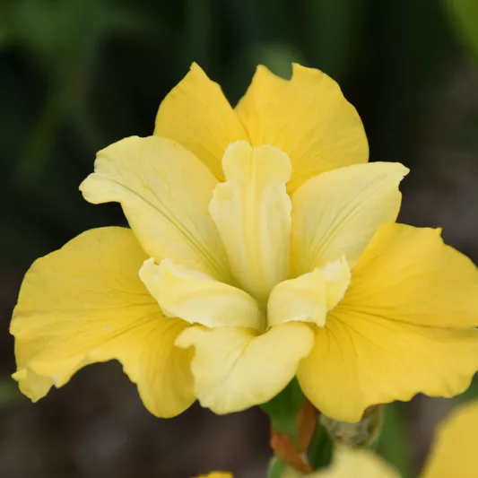 Siberian Iris Sunfisher, Iris Sibirica Sunfisher, Siberian flag Sunfisher, Yellow Flowers, Yellow Iris, Yellow Siberian iris