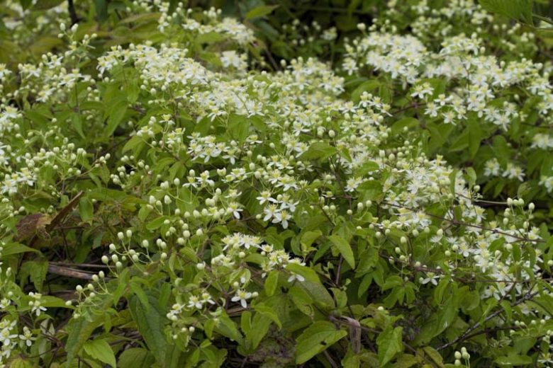 Clematis virginiana, Devil's Darning Needles, American Virgin's Bower, Leather Flower, Virgin's Bower, Old Man's Beard, Woodbine, Clematis virginiana var. missouriensis, White clematis, disease resistant clematis