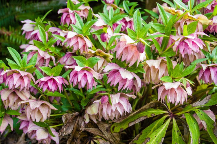 Hellebore, Lenten rose, helleborus orientalis,helleborus niger,helleborus foetidus, helleborus plant, hellebore plant,lenten roses, black hellebore, hellebore varieties