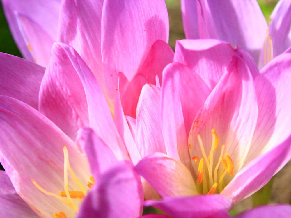 Colchicum, Colchicum Autumnale, Autumn Crocus, Meadow Saffron, Naked Ladies, Fog Crocus, Meadow Crocus, Michaelmas Crocus, Naked Boys, Purple Crocus, Upstart