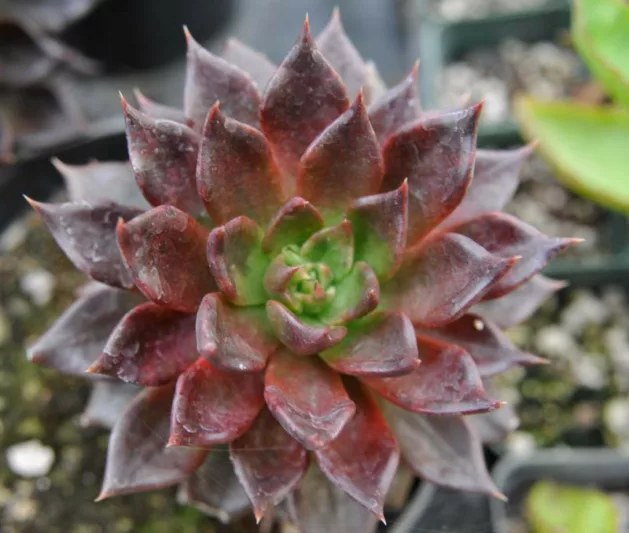 Echeveria Black Prince,Black Prince Echeveria,  Black echeveria, Black succulent,Black Hens and Chicks