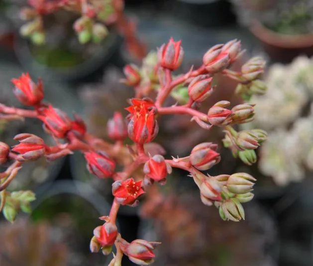 Echeveria Black Prince,Black Prince Echeveria,  Black echeveria, Black succulent,Black Hens and Chicks