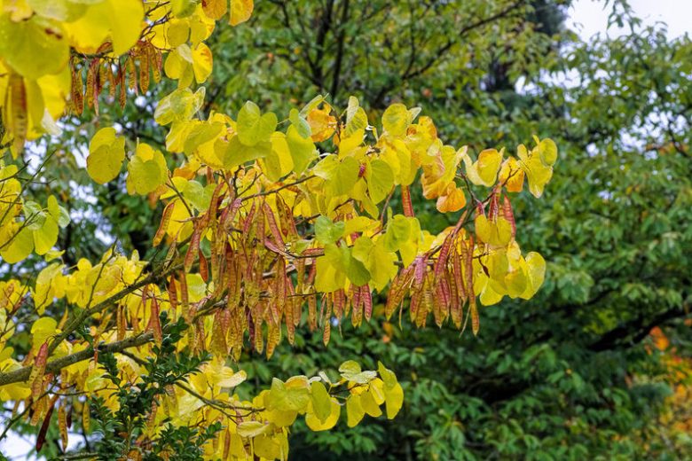 Cercis siliquastrum, Judas Tree, Mediterranean Redbud, Love Tree, Small Tree, Pink Flowers,