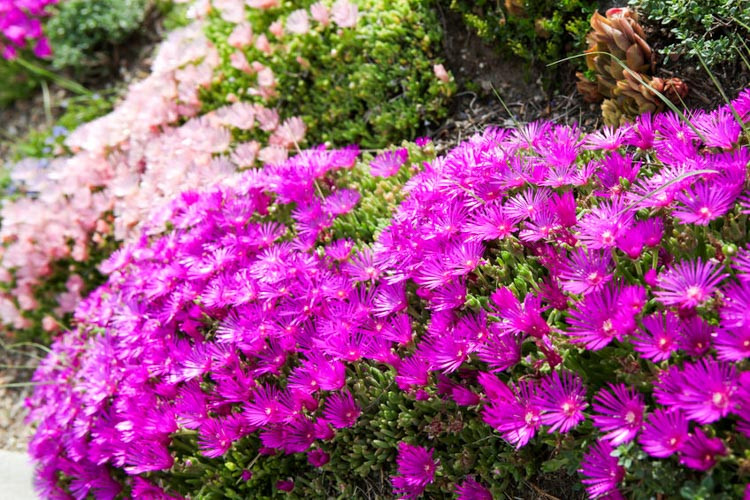 Delosperma, Ice Plants, Succulent, Perennials, drought tolerant perennials, heat tolerant plants, humidity tolerant plants, deer resistant perennial, Jewel of the Desert series,