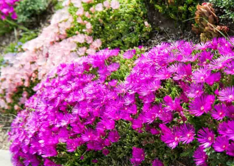 Delosperma cooperi, Ice Plant, Drought tolerant perennials, purple perennial flowers, succulent, Low maintenance perennial, perennial ground cover
