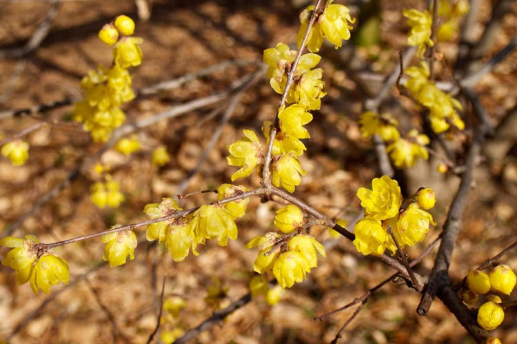Chimonanthus praecox 'Luteus', Wintersweet 'Luteus', Yellow Wintersweet, Chimonanthus fragrans 'Luteus', Chimonanthus praecox 'Concolor', Yellow Flowers,  Winter Flowers