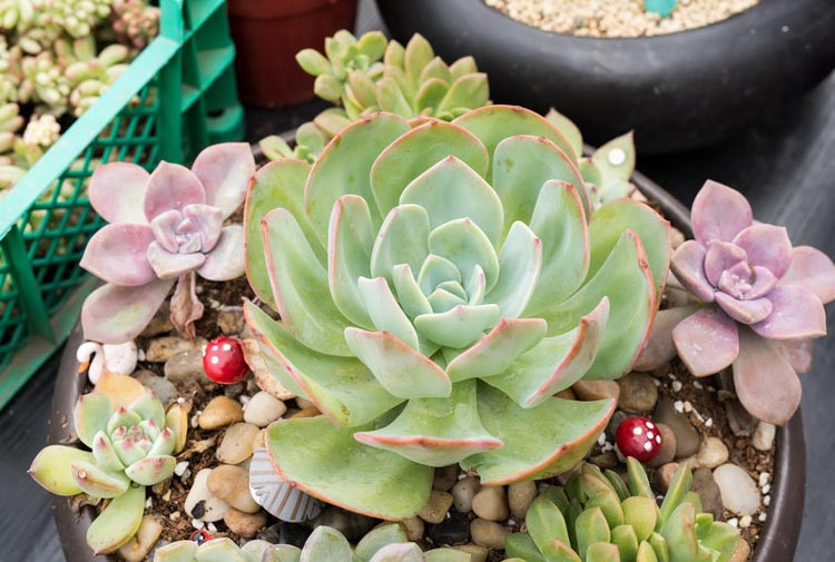 Echeveria, echeverias, echeveria elegans, Mexican Gem, Hen and Chicks, Blue echeveria, gray echeveria, Blue succulent, gray succulent