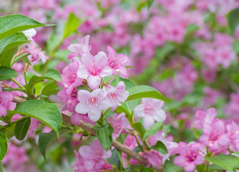 Weigela, weigela florida, Flowering shrub, Spring flowers, Pink flowers, Red flowers