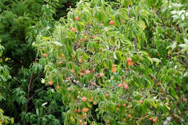 Cornus capitata,Evergreen Dogwood, Bentham's Cornel, Headed-Flowered Dogwood, Himalayan Evergreen Dogwood, Benthamidia capitata, Benthamidia fragifera, Flowering Shrubs, White flowers, Red Fruits, Red Berries