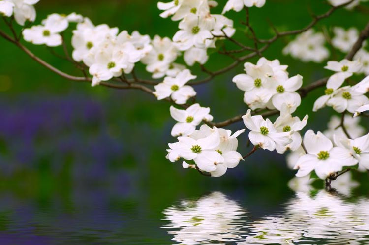 Dogwood Tree, Dogwood Trees, White Dogwood Tree, Flowering Dogwood Tree, Pink Dogwood Tree, Red Dogwood Tree, Cornus florida, Kousa Dogwood, Cornus kousa