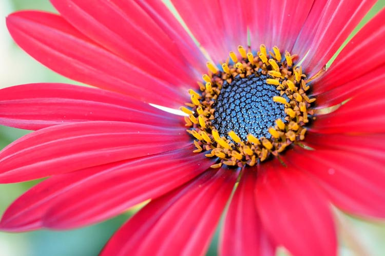 Arctotis, arctotis x hybrida, African daisy, arctotis The Raven Series, Arctotis x hybrida Flame, Arctotis Bumble Bee, Arctotis Arc of Fire, Arctotis Pumpkin Pie, Arctotis Sunspot, Arctotis P