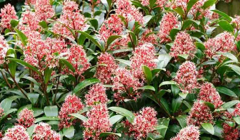 Skimmia Japonica, Japanese Skimmia, Evergreen Shrub, Fragrant Shrub, Red Berries, shrub with berries
