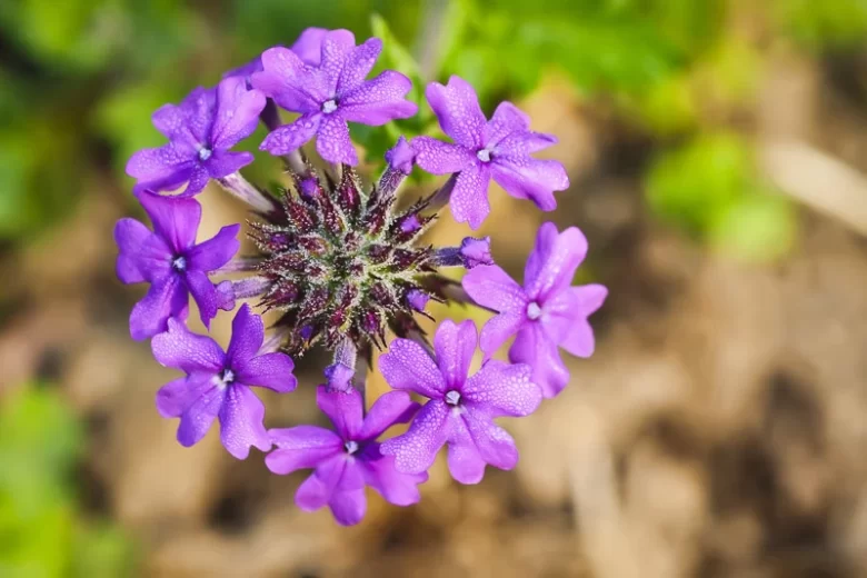 Homestead Purple Verbena, Verbena canadensis Homestead Purple, trailing verbena Homestead Purple, purple verbena, Drought tolerant plants, Heat Tolerant plants