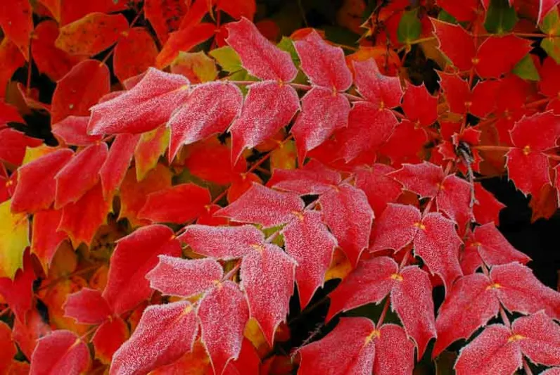 Mahonia media 'Charity', Oregon Grape 'Charity', Blue berries, Yellow Flowers, evergreen shrub
