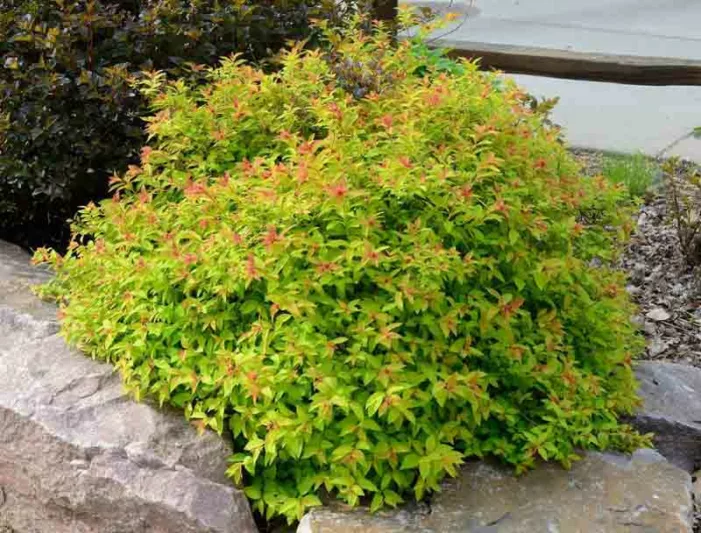 Spiraea japonica 'Goldflame', Spiraea japonica 'Goldflame', Japanese Spiraea 'Goldflame', Spiraea x bumalda 'Goldflame', Goldflame Spiraea, Goldflame Japanese Spiraea, Yellow Spiraea, Pink Flowers