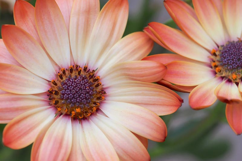 African Daisy, Osteospermum, African Daisies, Osteospermum Flower, Osteospermum fruticosum, Osteospermum ecklonis