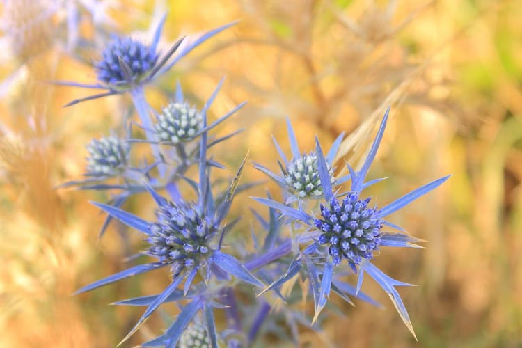 Eryngium, Sea Holly, Eryngium planum, Miss Wilmott's Ghost, Rattlesnake master, Button snakeroot, Eryngium alpinum, Eryngium maritimum, Eryngium zabelli,Eryngium bourgatii, Eryngium giganteum