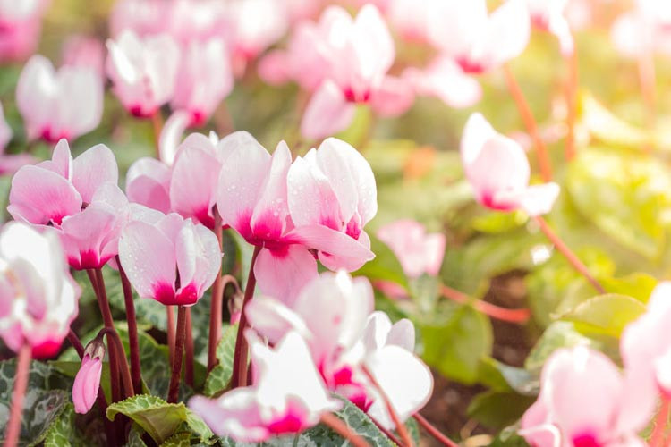 Cyclamen Coum, Persian Violet, Sowbread, Eastern Cyclamen, Round-Leaved Cyclamen, early flowering bulb, winter bulb, Pink flowering bulb, White flowering bulb, Cyclamen cilicium, Cyclamen hed