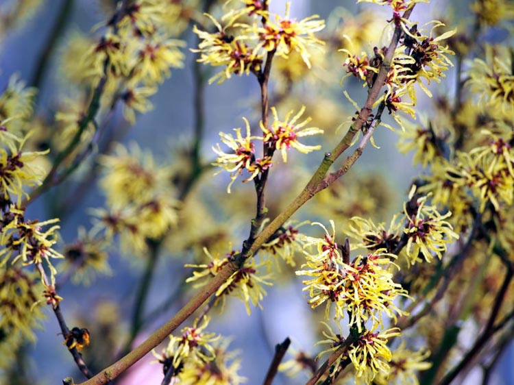 Hamamelis x Intermedia 'Pallida', Witch Hazel 'Pallida', Chinese Witch Hazel 'Pallida', Hamamelis Mollis 'Pallida', Hamamelis vernalis,Hamamelis virginiana,Hamamelis mollis, Hamamelis x inter