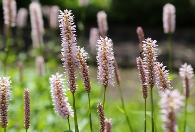 Mountain Fleece, Knotweed, Bistort, Polygonum Amplexicaule, Firetail, Persicaria Firetail, Persicaria Rosea, Persicaria Alba, Persicaria atrosanguineus,
