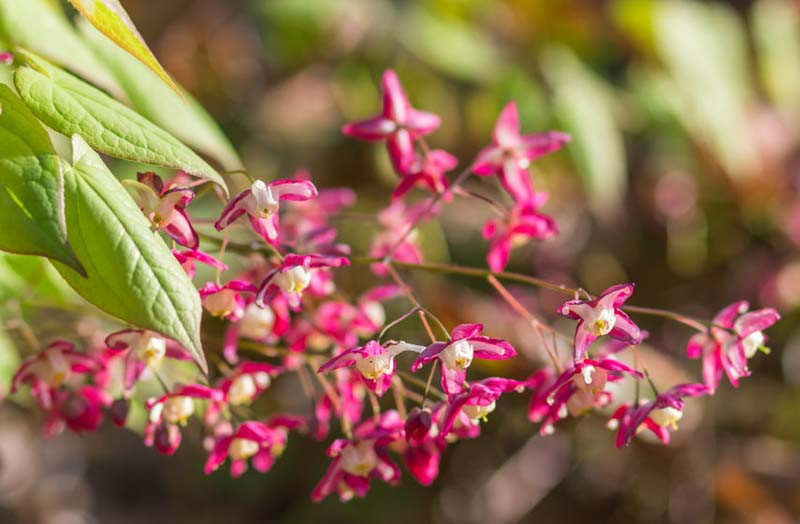 Epimedium, Barrenwort, Bishop's Hat, Bishop's Mitre, Fairy Wings, Shade Plants, Shade Perennials, Groundcovers, Epimedium grandiflorum, Epimedium versicolor, Epimedium youngianum