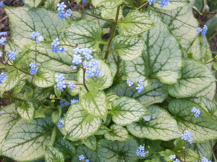 Brunnera Macrophylla, Siberian Bugloss, Hearleaf Brunnera, False Forget-Me-Not, Jack Frost,