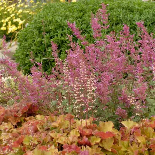 Hyssop Bolero, Anise Hyssop Bolero, Hummingbird Mint Bolero, Dwarf Hyssop Bolero, Purple Hyssop, Purple Flowers, Purple Hummingbrid Mint