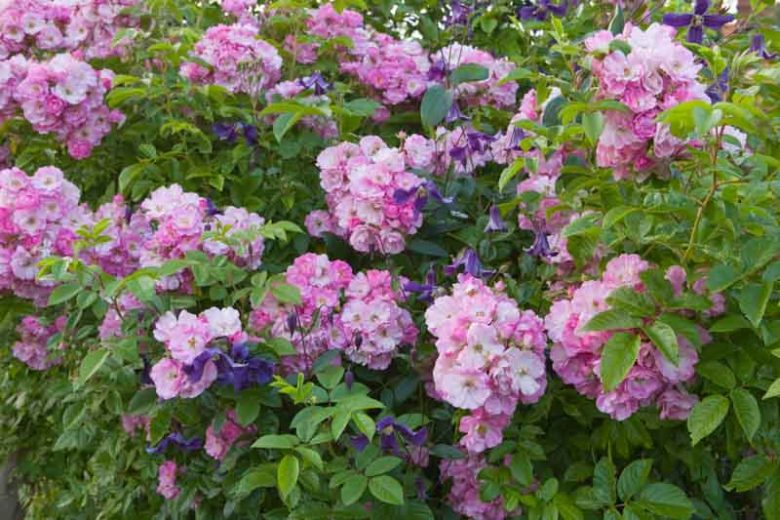 Rose 'Mrs. F.W. Flight', Rosa 'Mrs. F.W. Flight', Climbing Roses, Hybrid Multiflora Roses, Large-Flowered Climbers, Pink roses, Rose bushes, Garden Roses