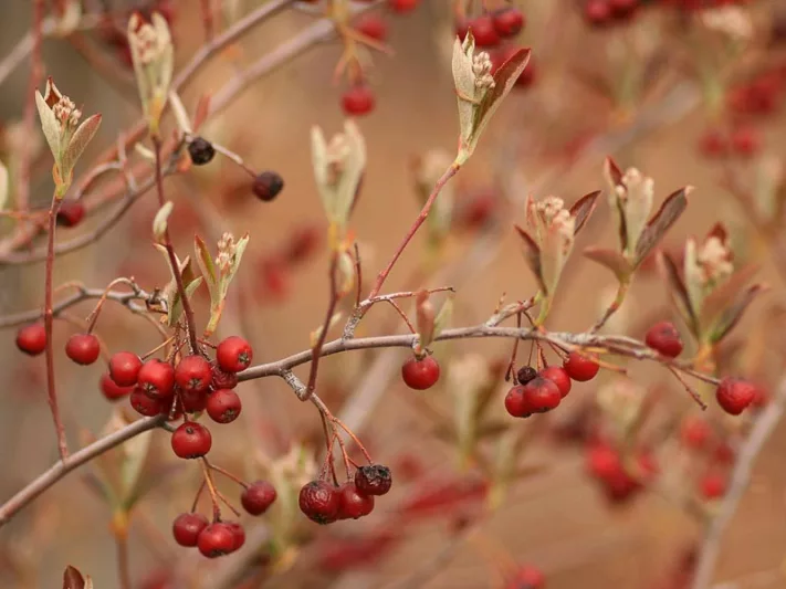 Aronia Arbutifolia Brilliantissima, Red Chokeberry, Red Chokeberry 'Brilliantissima', 'Brilliantissima' Chokeberry, Photinia pyriflolia