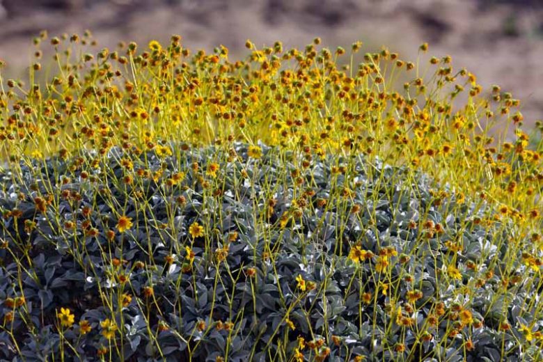 Encelia farinosa,  Brittlebush, Brittle Bush, Goldhills, Incienso, Yellow Flowers, Drought Tolerant plants