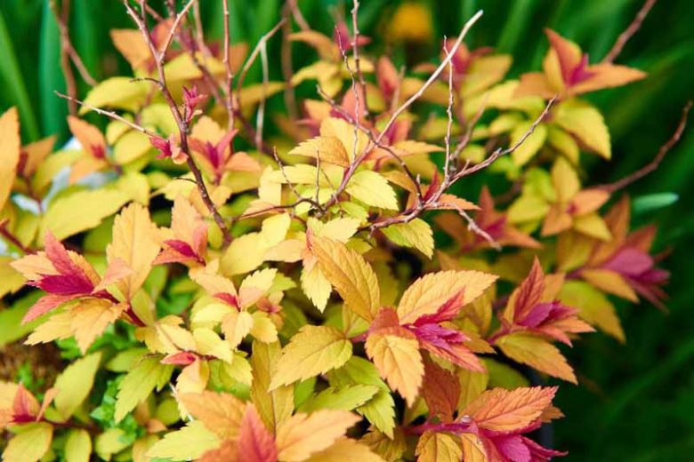 Spiraea japonica 'Goldflame', Spiraea japonica 'Goldflame', Japanese Spiraea 'Goldflame', Spiraea x bumalda 'Goldflame', Goldflame Spiraea, Goldflame Japanese Spiraea, Yellow Spiraea, Pink Flowers