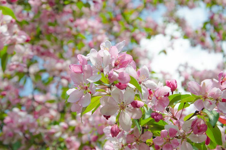 Crabapple, Crab Apple, Malus