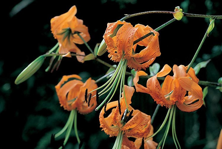 Henry's Lily, Lilium Henryi, Tiger Lily, Summer flowering Bulb, orange flowers, part shade lilies, part shade flowering bulbs