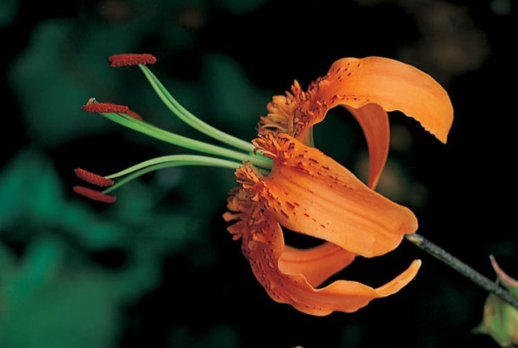 Henry's Lily, Lilium Henryi, Tiger Lily, Summer flowering Bulb, orange flowers, part shade lilies, part shade flowering bulbs