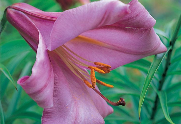 Lily 'Pink Perfection', Trumpet Lily 'Pink Perfection', mid summer flowering Bulbs, late summer flowering lilies, pink lilies, most fragrant lilies, Award lilies