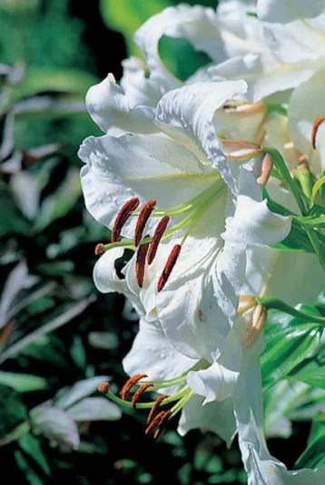 Lilium 'Casa Blanca', Lily 'Casa blanca', Oriental lily 'Casa blanca', Lilium 'Casa Blanca', Summer flowering Bulb, mid summer lilies, late summer lilieswhite lilies, Award lilies