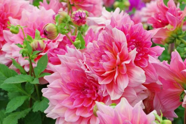 Dahlia 'Otto's Thrill', 'Otto's Thrill' Dahlia , Decorative Dahlias, Dinner Plate Dahlias , Dinnerplate Dahlias, Giant Dahlias, Pink Dahlia Flowers, Dahlia Tubers, Dahlia Bulbs, Dahlia Flower, Dahlia Flowers, summer bulbs