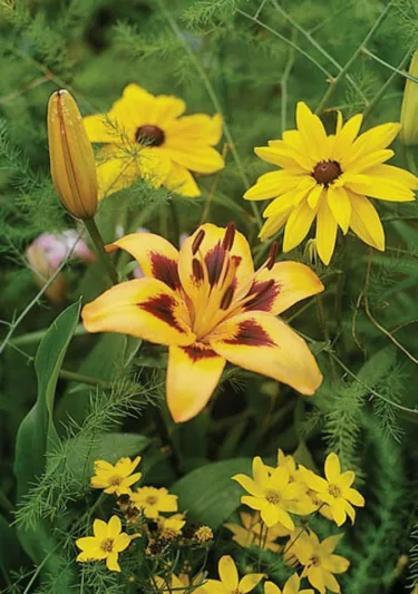 Lilium 'Grand Cru',  Lily 'Grand Cru', Asiatic Hybrid Lily 'Grand Cru', Summer flowering Bulb, early summer flowering lilies, yellow lilies, bicolor lilies, Award lilies