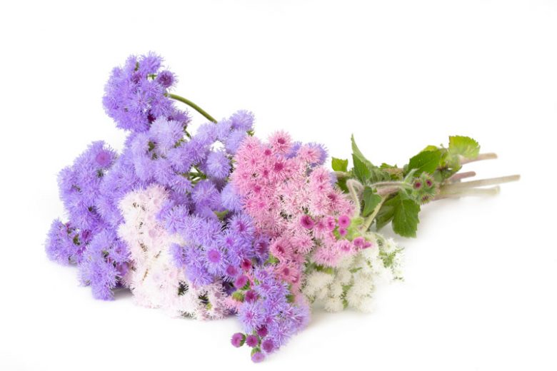 Ageratum, Ageratum houstonianum, Floss Flower, Ageratum Flower, Ageratum conyzoides, Ageratum Blue Horizon