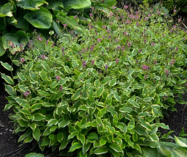Tricyrtis Formosana 'Autumn Glow', Toad Lily 'Autumn Glow', Purple flowers, flowers for shade, Fall perennial, Shade perennial