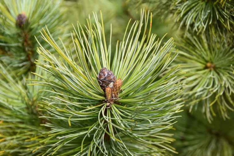 Pinus sylvestris, Scotch Pine, Scots Pine, Archangel Redwood, Baltic Redwood, Scotch Fir, Scots Fir, Norway Fir, Evergreen Conifer, Evergreen Shrub, Evergreen Tree,