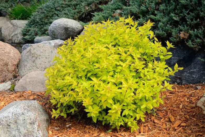 Spiraea japonica 'Gold Mound', Japanese Spiraea 'Gold Mound', Japanese Spiraea 'GoldMound', Spiraea x bumalda 'Gold Mound', Goldmound Spiarea, Gold Mound Japanese Spiraea, Golden Spiraea, Yellow Spiraea, Pink Flowers