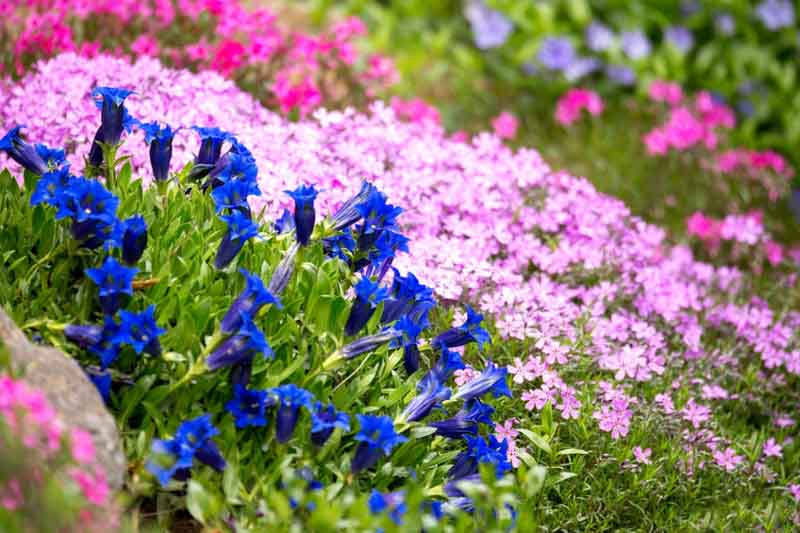 Gentiana, Gentian, Autumn Gentian, Fall Gentian, Spring Gentian, Gentiana acaulis, Gentiana asclepiadea, gentian 'Strathmore', Blue flowers, Rock Garden Flowers
